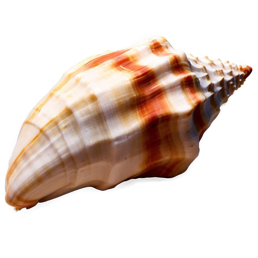 Sandy Beach Conch Shell Png 06132024