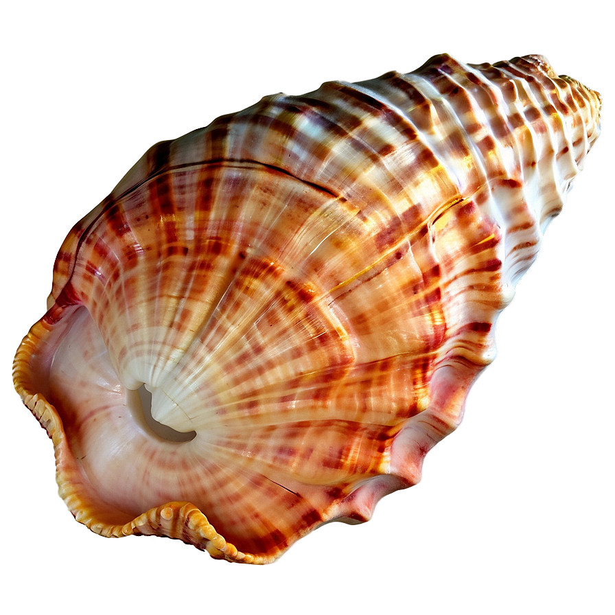 Sandy Beach Conch Shell Png 06132024