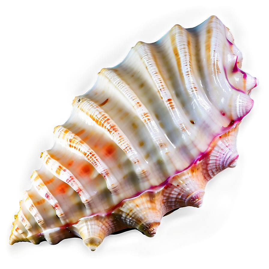 Sandy Beach Conch Shell Png 06132024