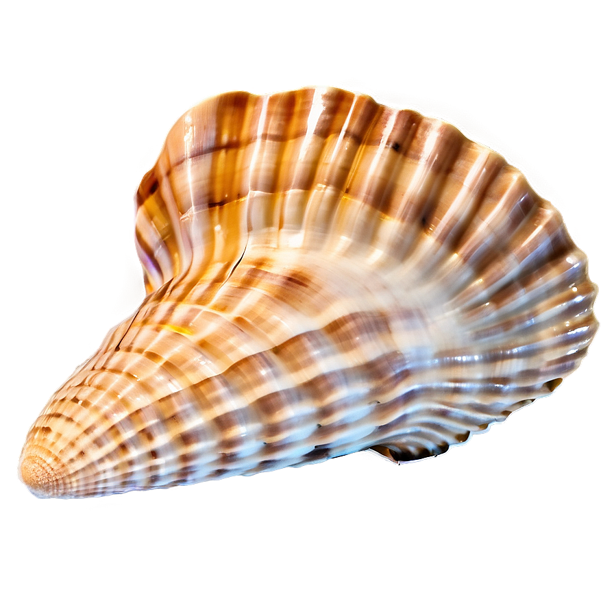 Sandy Beach Shell Png 05212024