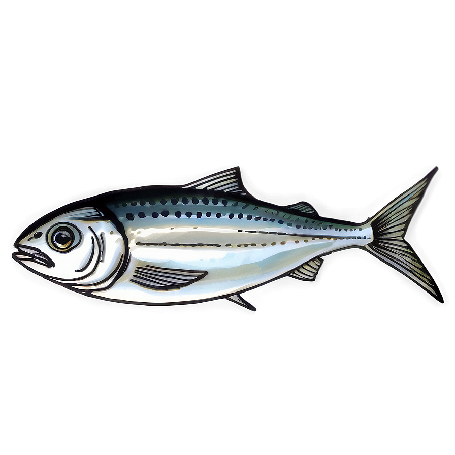 Sardine Sketch Png 06292024