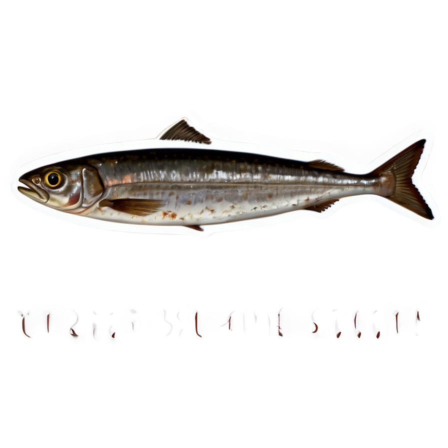 Sardine Stew Png Pfd