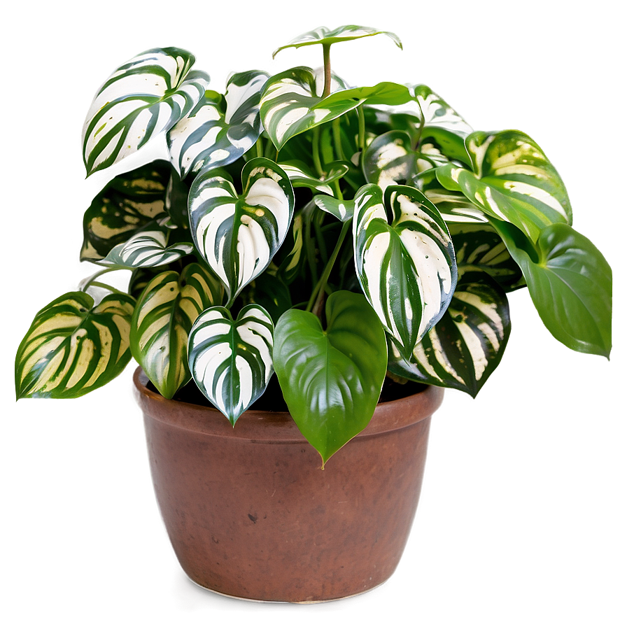 Satin Pothos Identification Guide Png 33