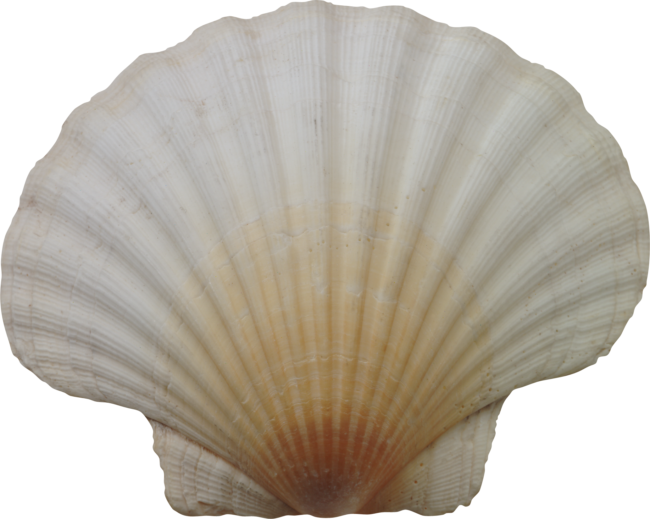 Clam - Морская Раковина Png, Transparent Png PNG with transparent background