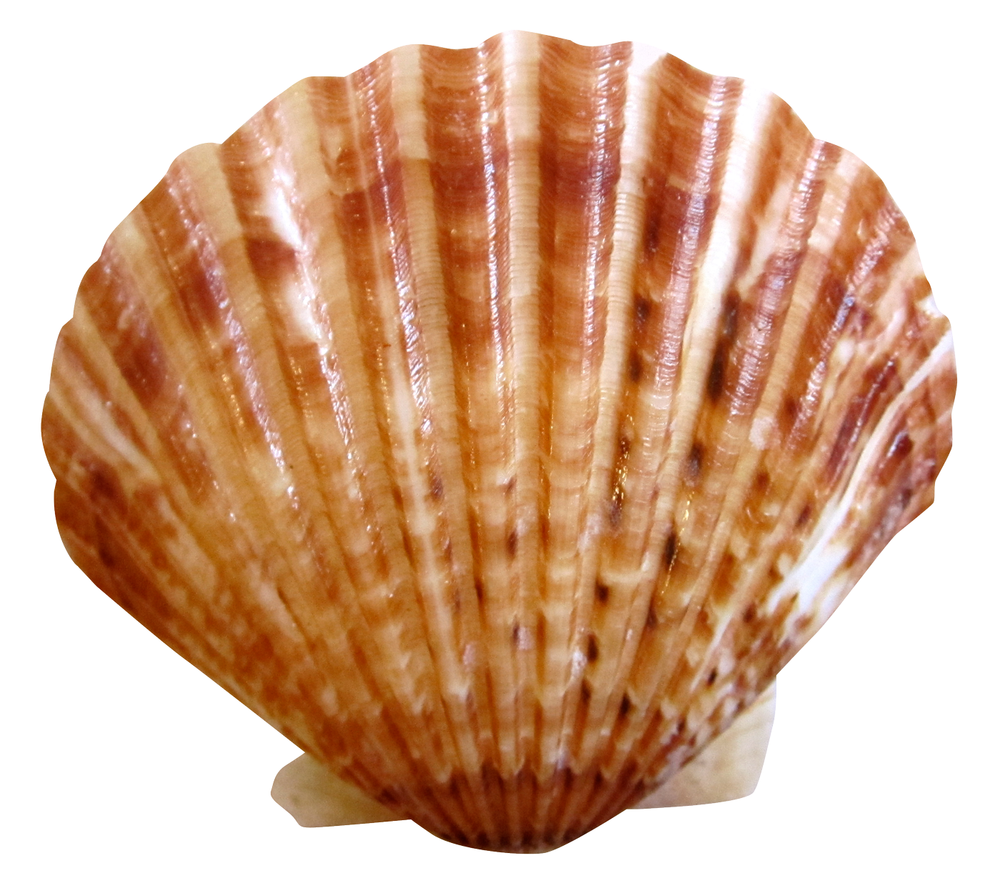 Scallop Shell Isolated.png PNG with transparent background