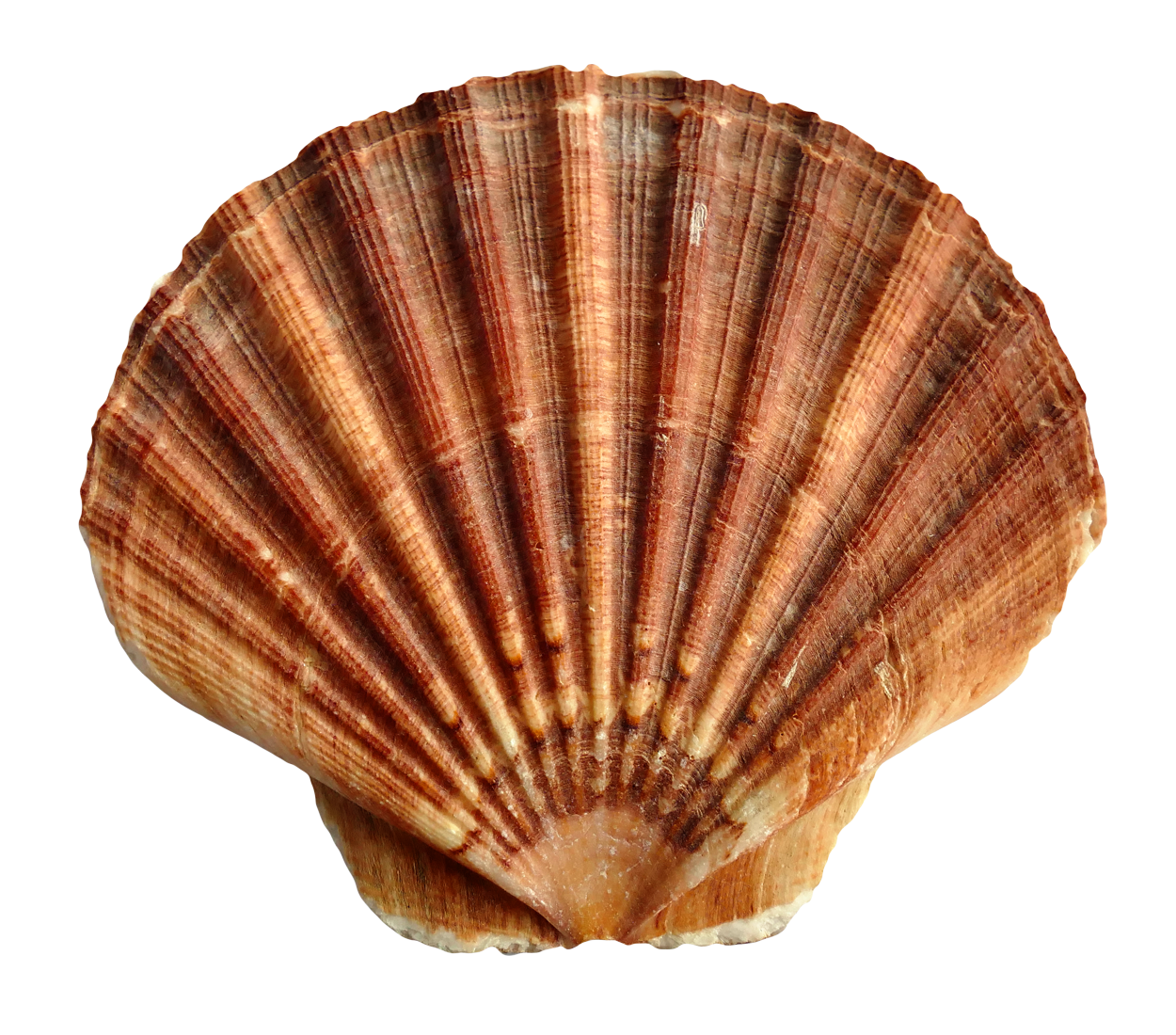 Scallop Shell Texture