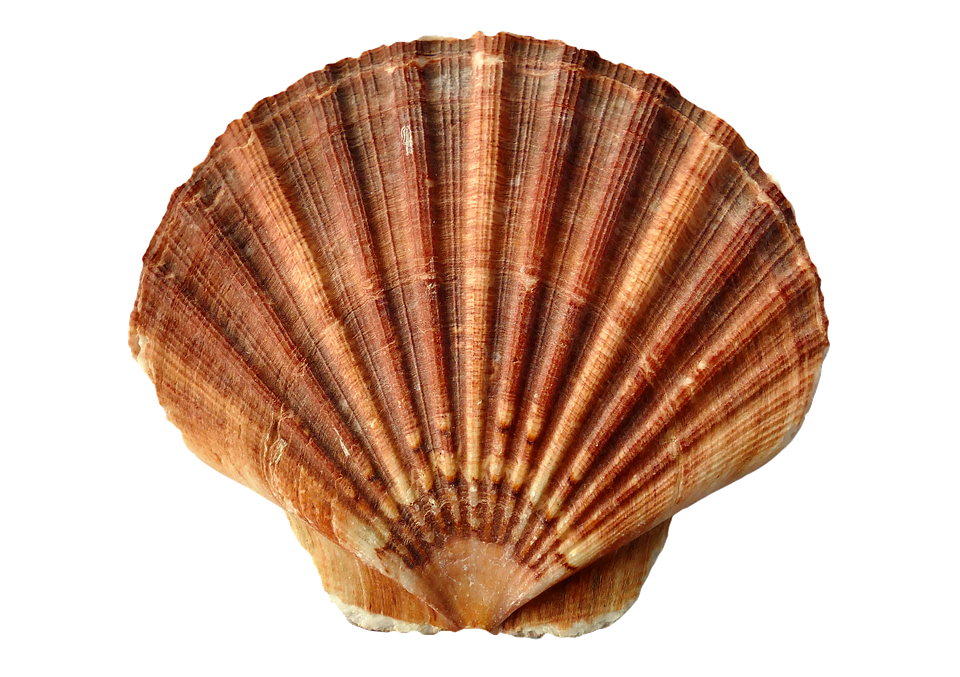 Scallop Shell Texture