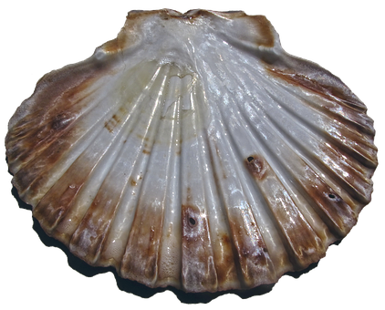 Scalloped Edge Seashell PNG with transparent background