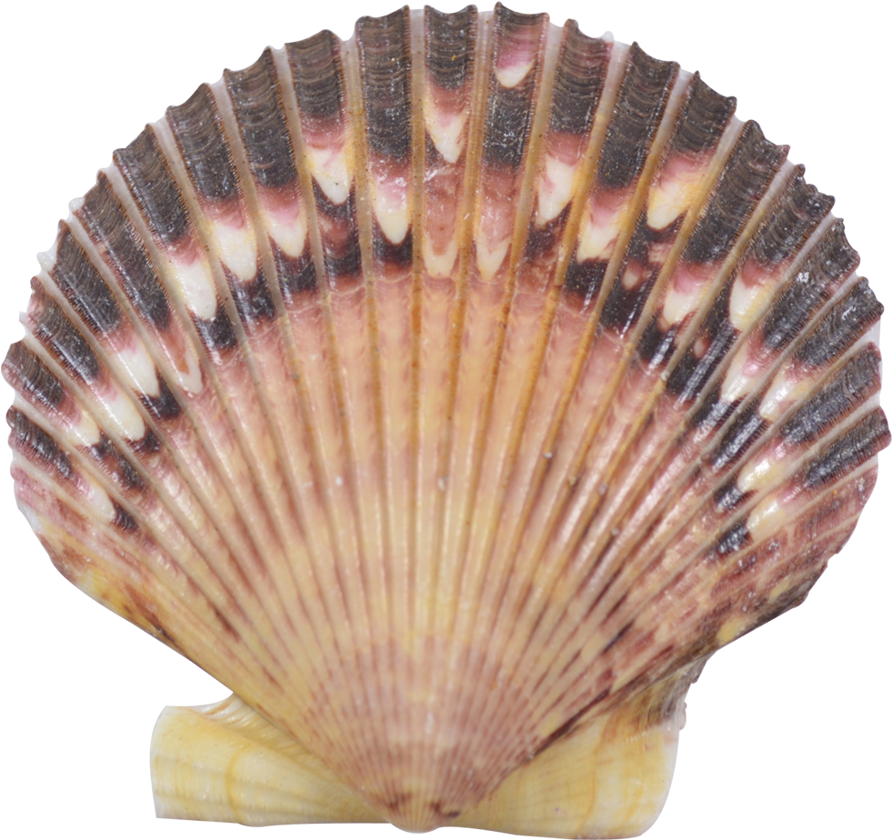 Scalloped Seashell Texture