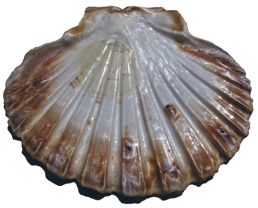 Scalloped Shell Texture.png PNG with transparent background