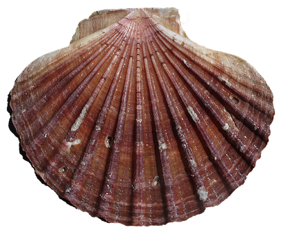 Scalloped Shell Texture PNG with transparent background