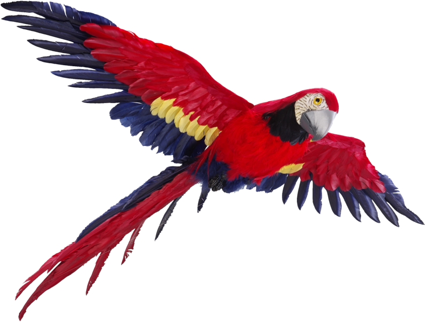 Scarlet Macaw In Flight