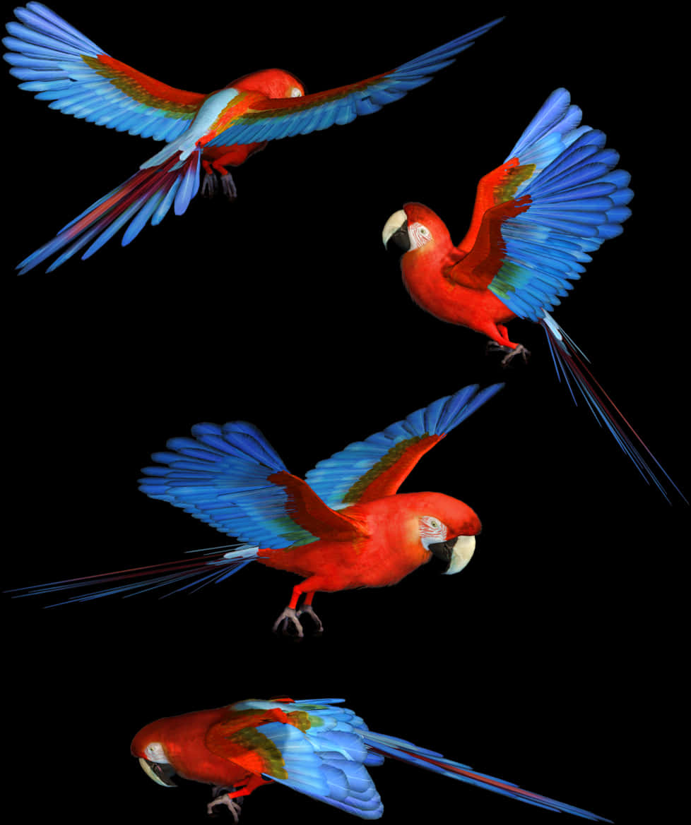 Scarlet_ Macaws_ In_ Flight