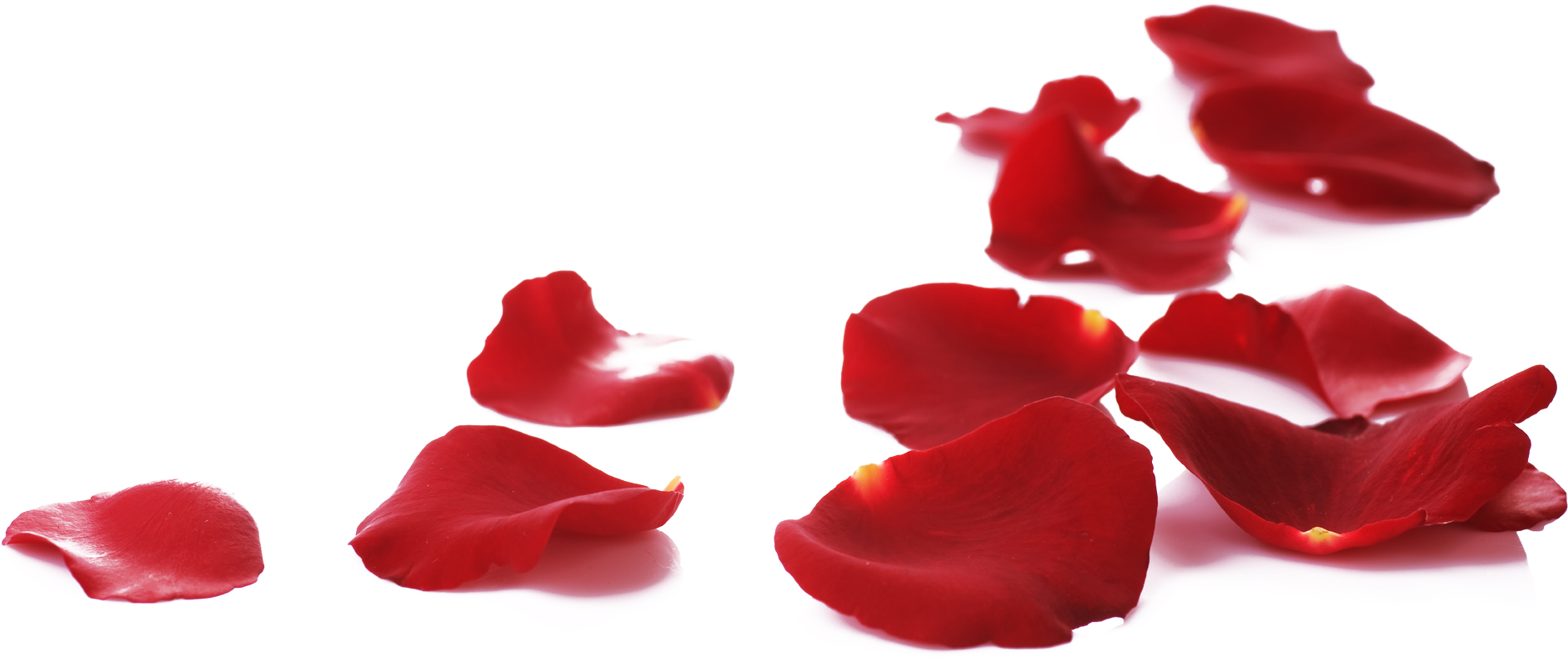 Rose Petals On Floor Png, Transparent Png PNG with transparent background