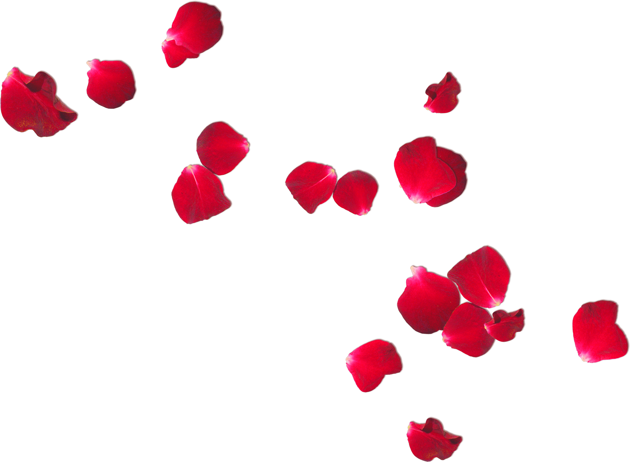 Rose Petals Free Png, Transparent Png PNG with transparent background