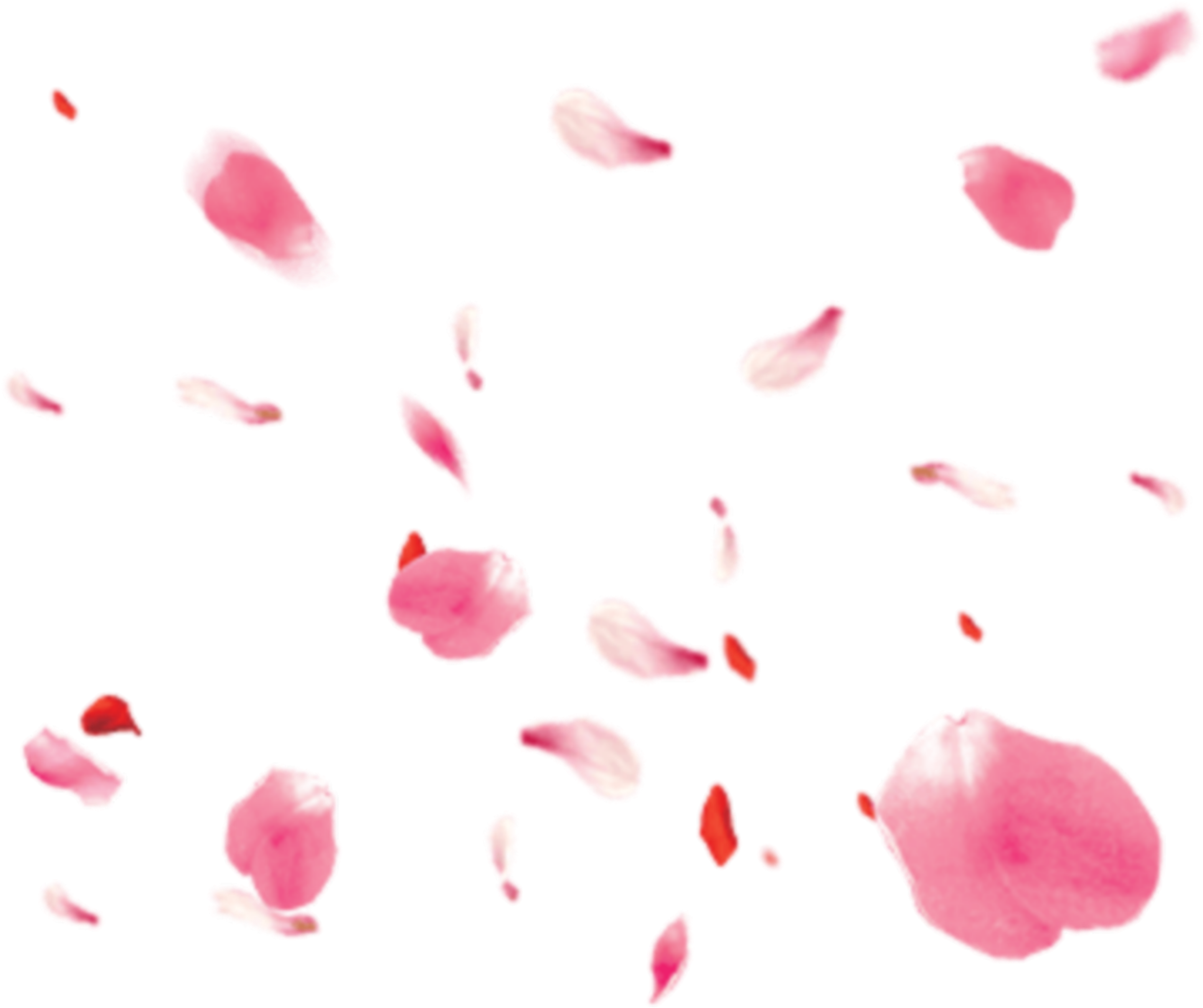 #petals #roses - Pink Rose Petals Png, Transparent Png PNG with transparent background