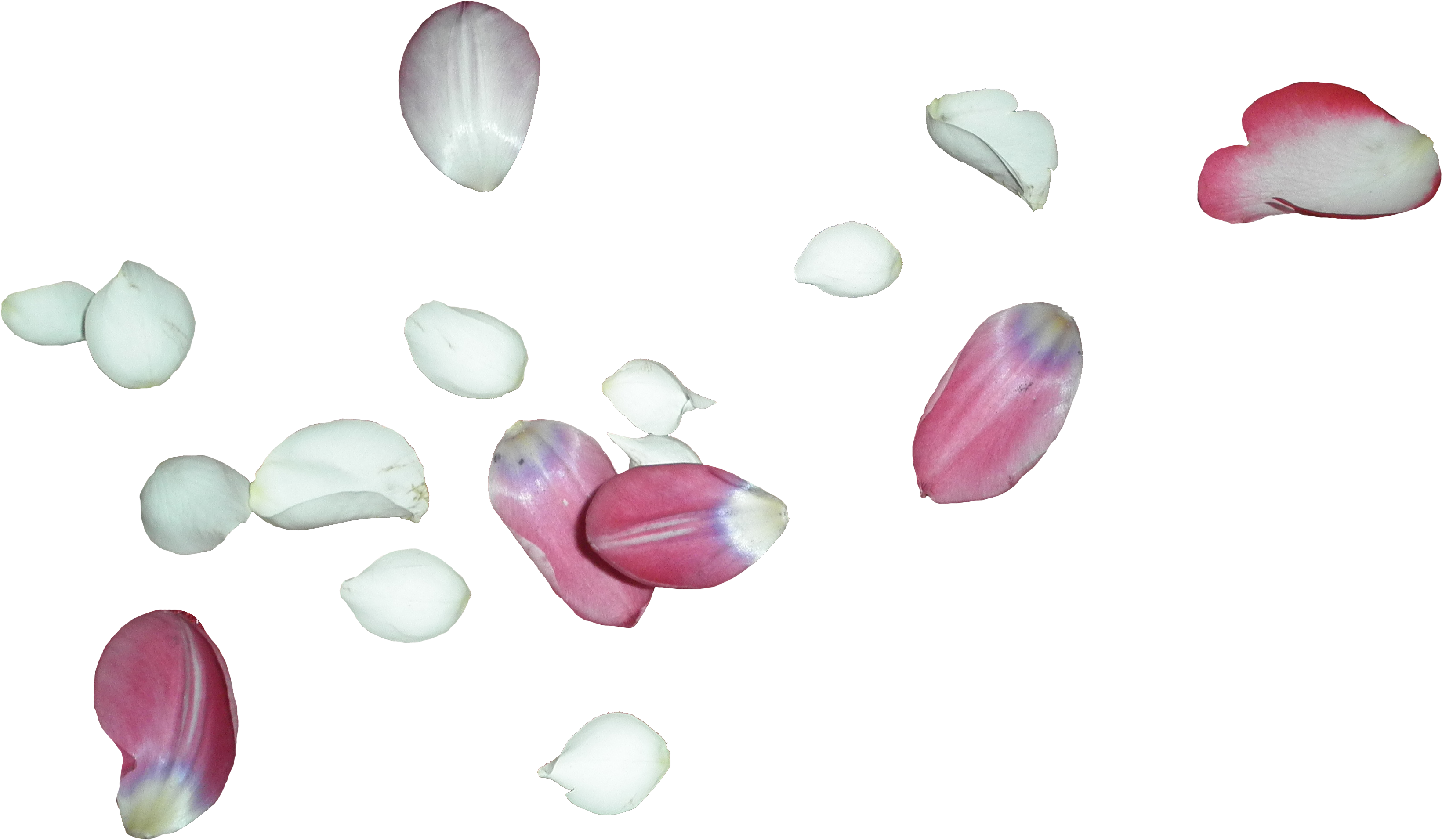 White Rose Petals Png, Transparent Png PNG with transparent background