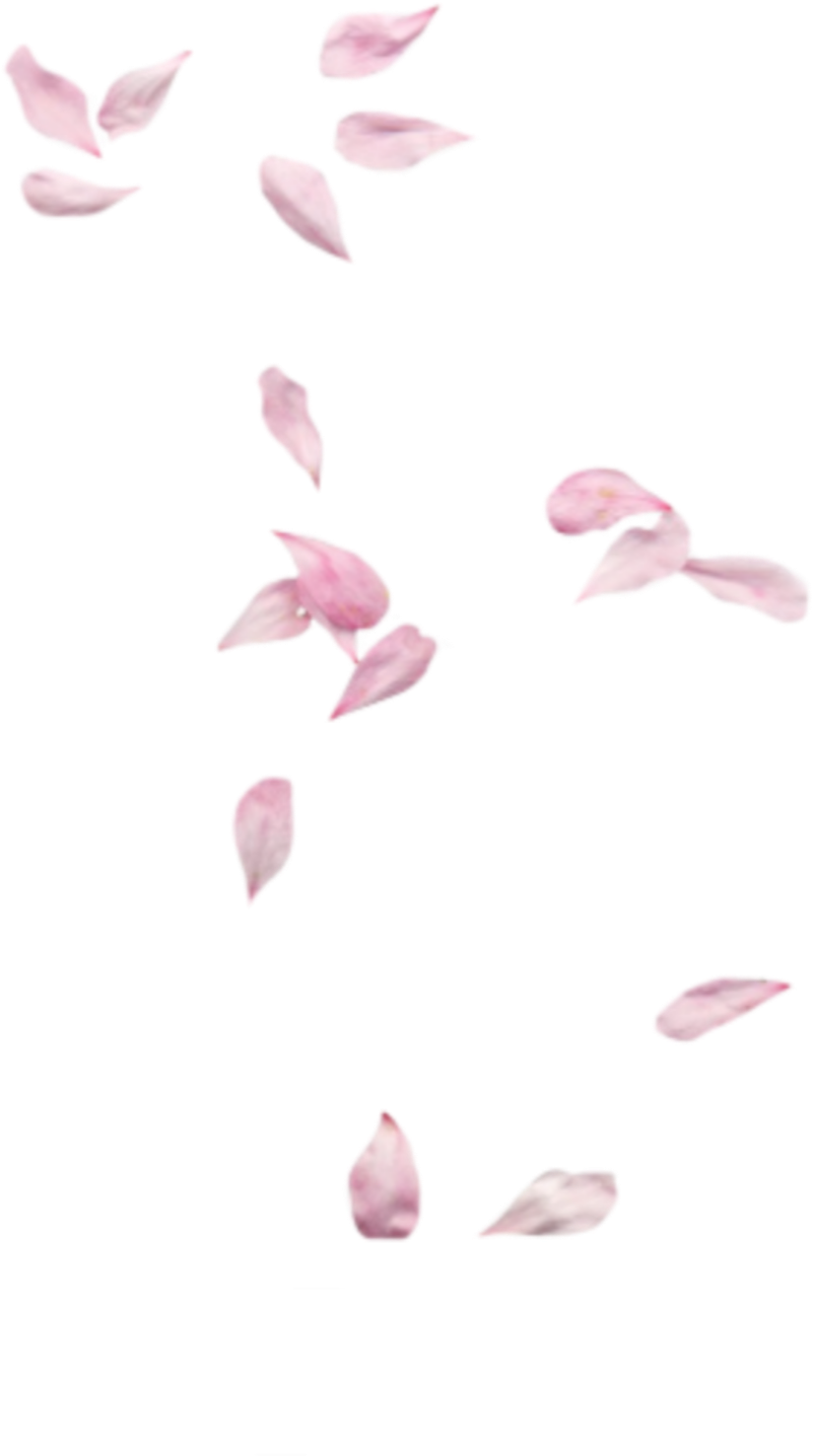 Scattered Rose Petalson Teal Background.png