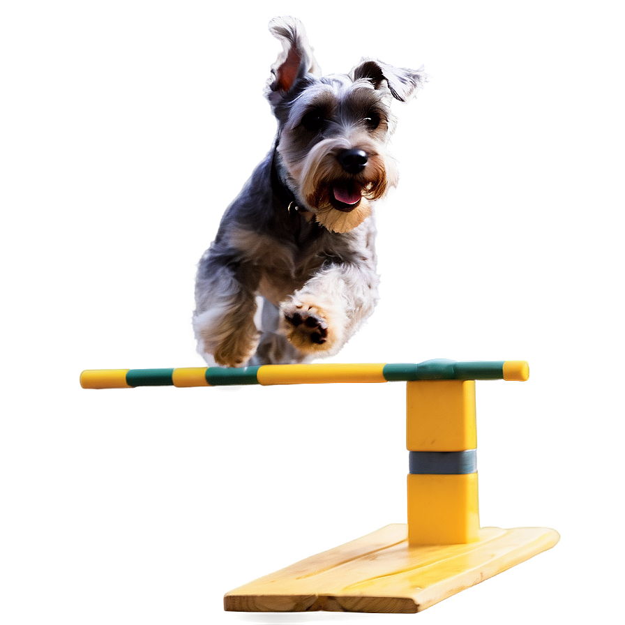 Schnauzer Agility Training Png Bav