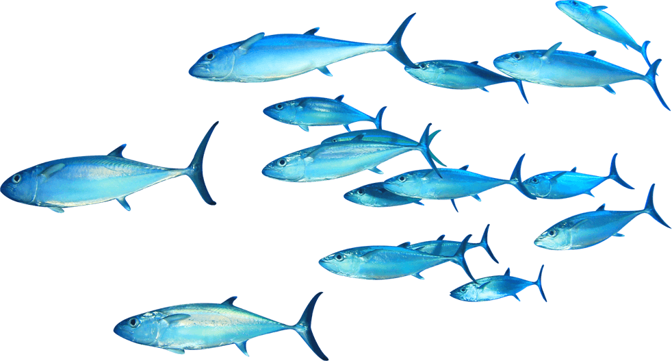 Download Free Fish Png Transparent Images Transparent - Swimming Fishes Transparent Background, Png Download PNG with transparent background