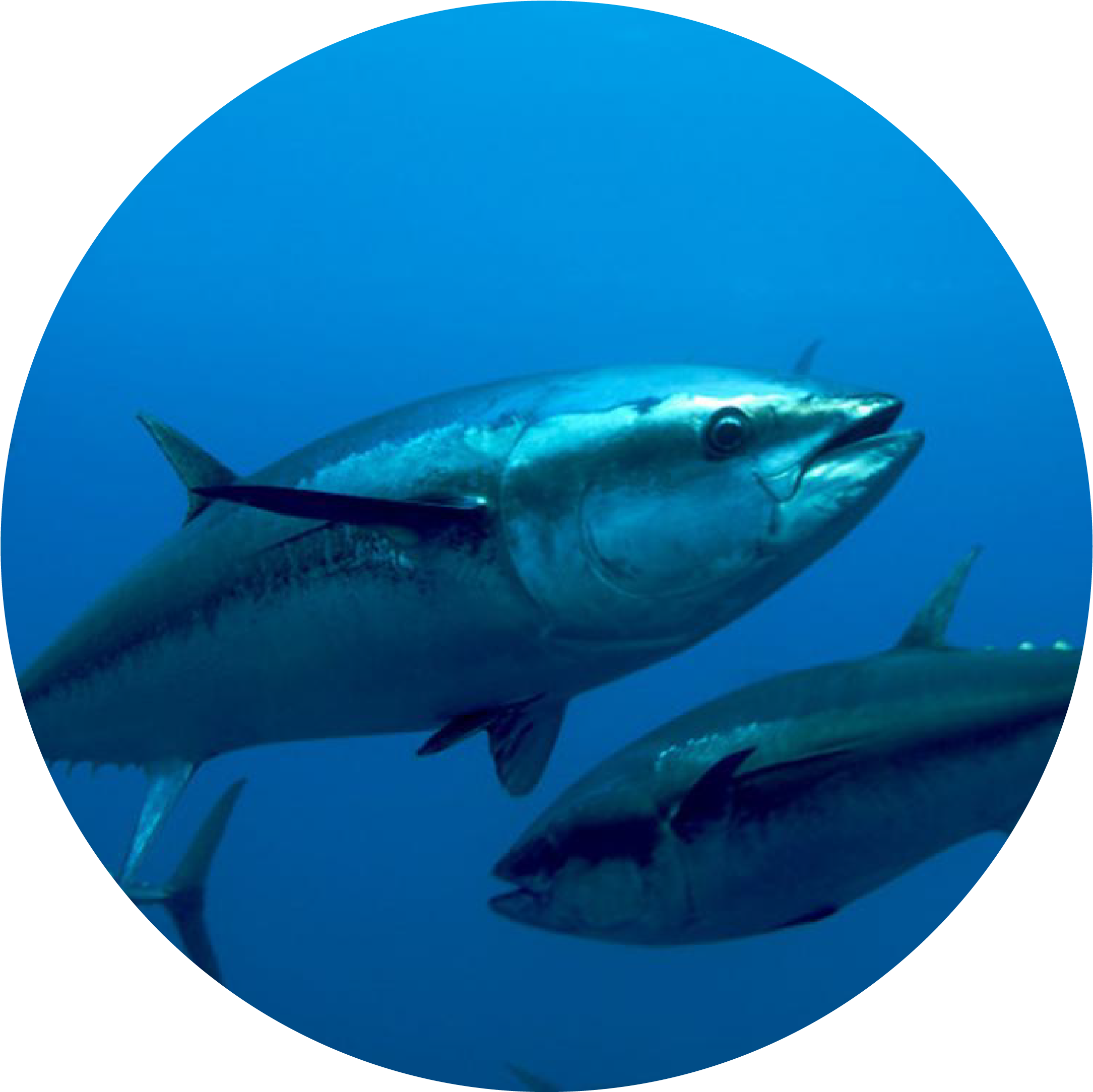 Atlantic Bluefin Tuna - Bluefin Tuna, HD Png Download PNG image with a transparent background, free high-resolution download