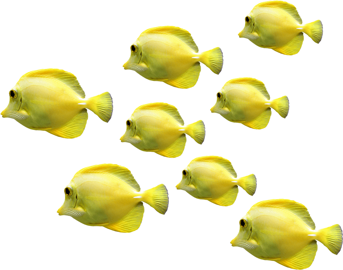 Schoolof Yellow Tropical Fish PNG with transparent background