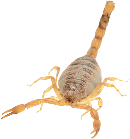 Scorpion Isolatedon Blue Background.png