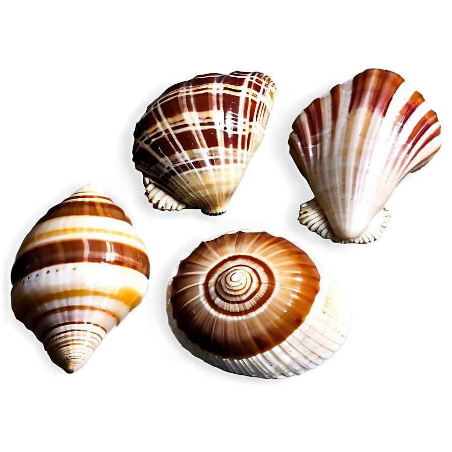 Sea Shell Collection Png Dbd