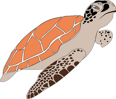 Sea Turtle Illustration PNG with transparent background