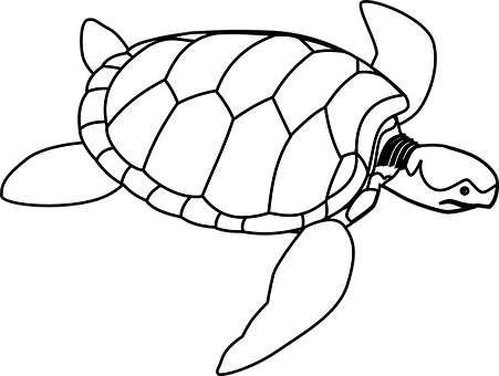 Sea Turtle Outline Illustration PNG with transparent background