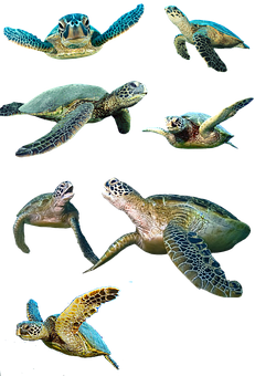 Sea Turtlesin Various Poses PNG with transparent background