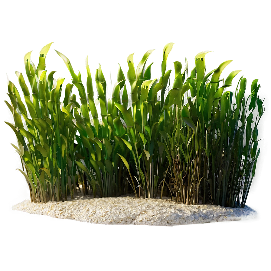 Seagrass Art Png 19