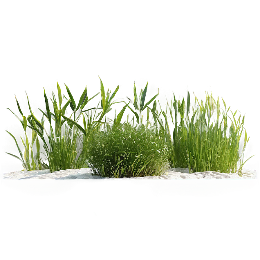 Seagrass Landscape Png 37