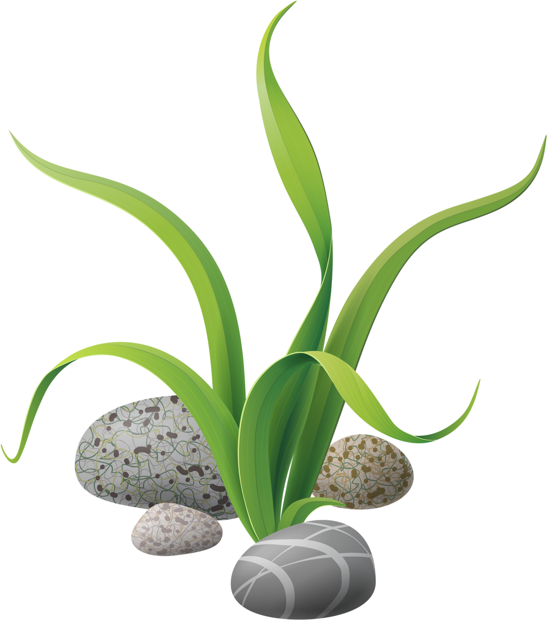 Seagrassand Stones Illustration PNG with transparent background