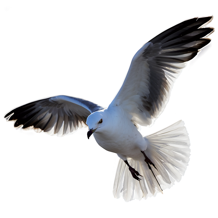 Seagull At Dusk Png Tqf47