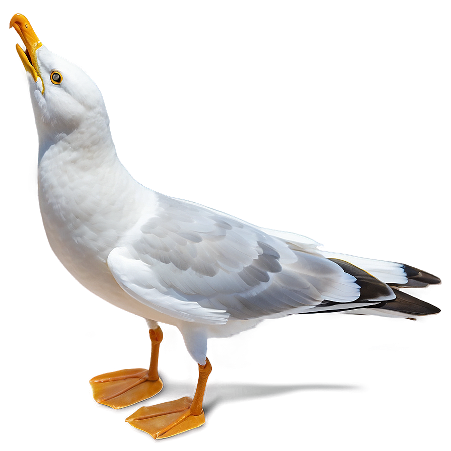 Seagull Bird Ocean Png Xwk