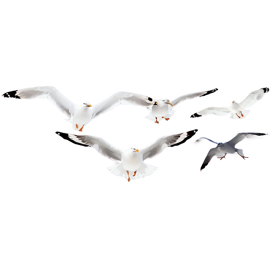 Seagull Flock Png Emi