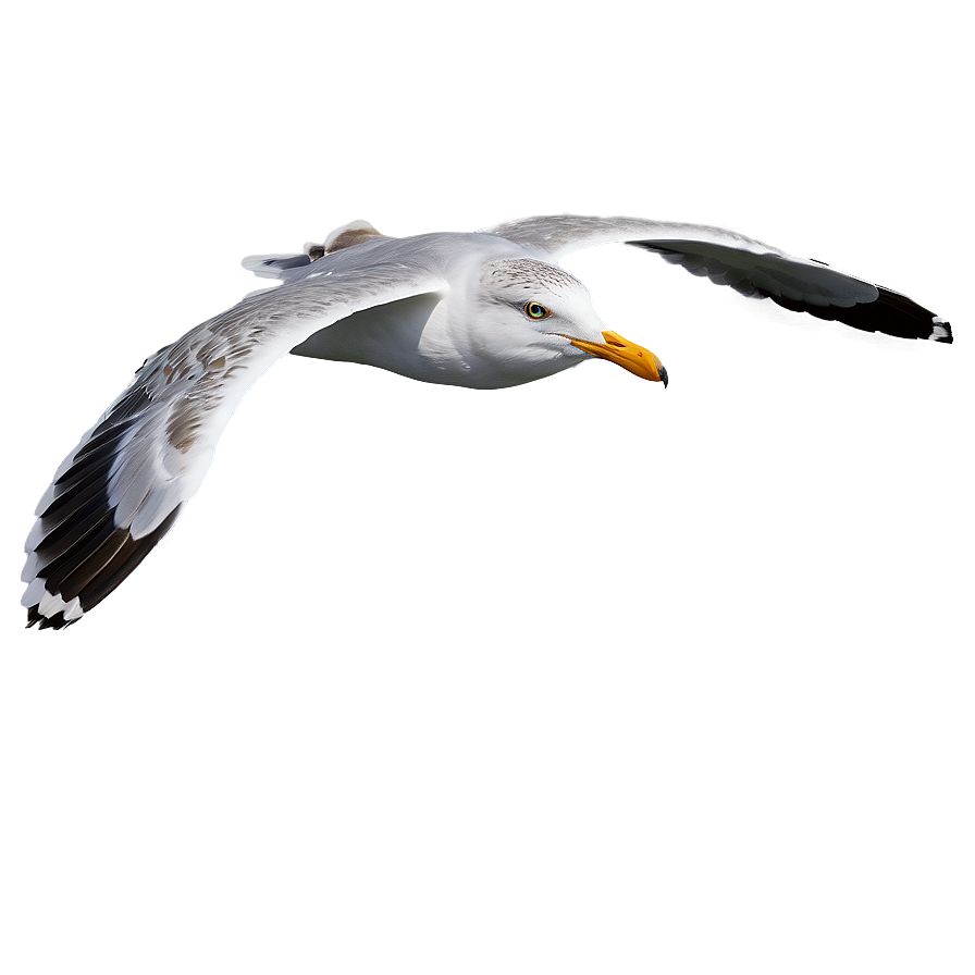 Seagull Flying Over Sea Png Bit64