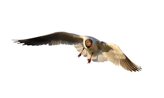 Seagull In Flight Against Dark Background