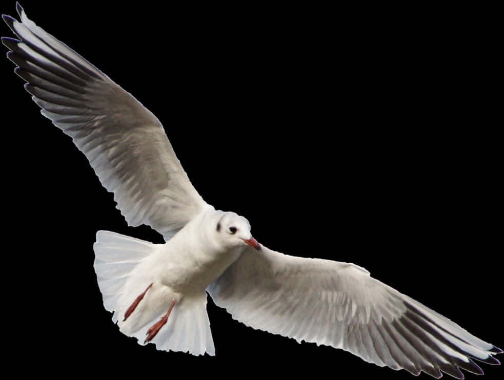 Seagull In Flight Black Background