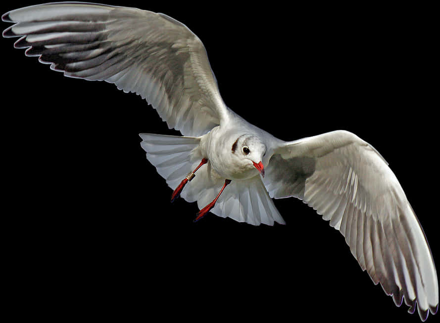 Seagull In Flight Black Background