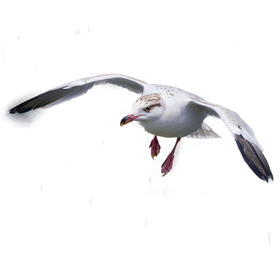 Seagull In Rain Png Rym