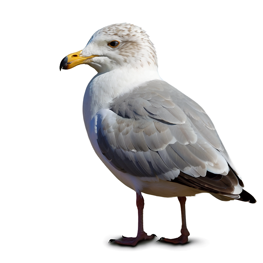 Seagull Looking Png Pgw47