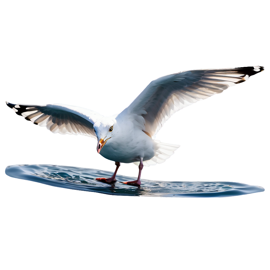 Seagull On Water Png 78