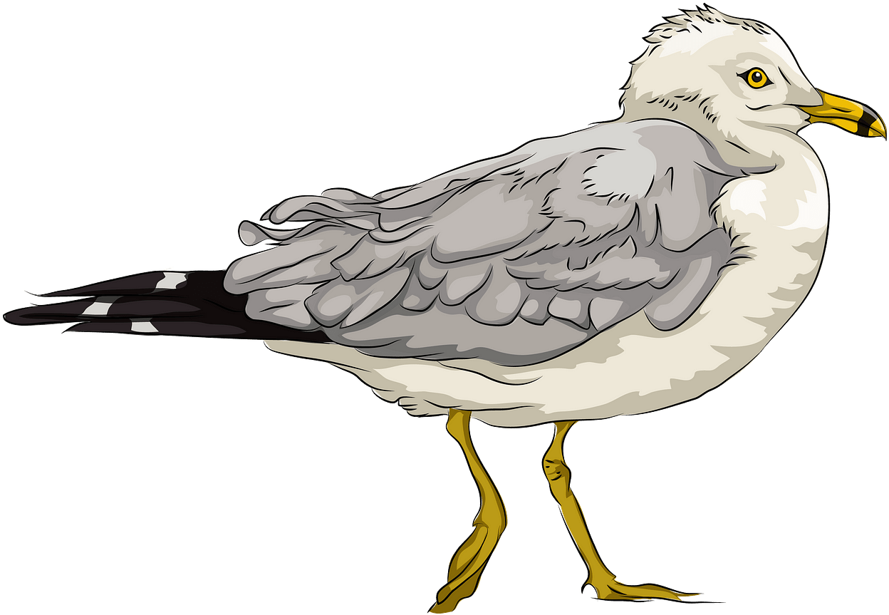 Seagull Clipart, HD Png Download PNG with transparent background
