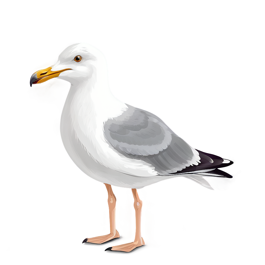 Seagull Vector Png 12