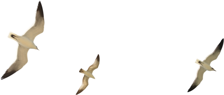 Seagulls Gliding Across Blue Sky