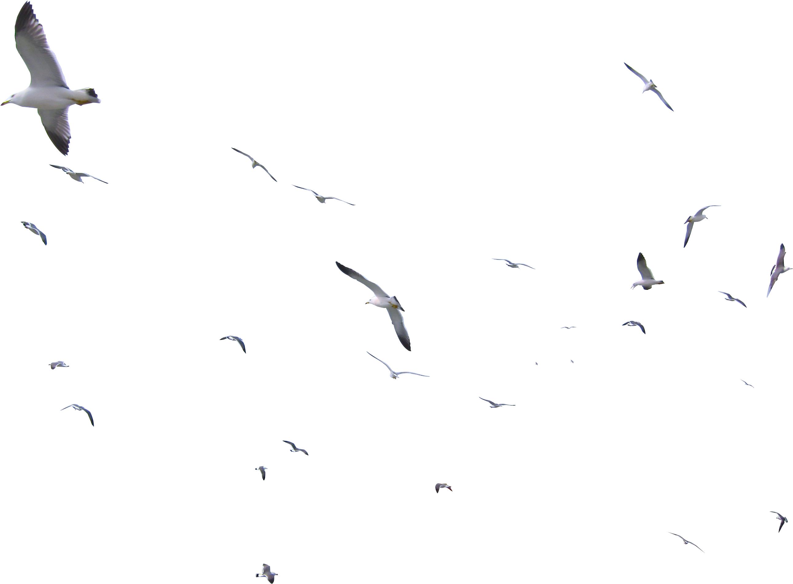 Transparent Bird Flock Png - Flock Of Seagulls On Transparent, Png Download PNG with transparent background