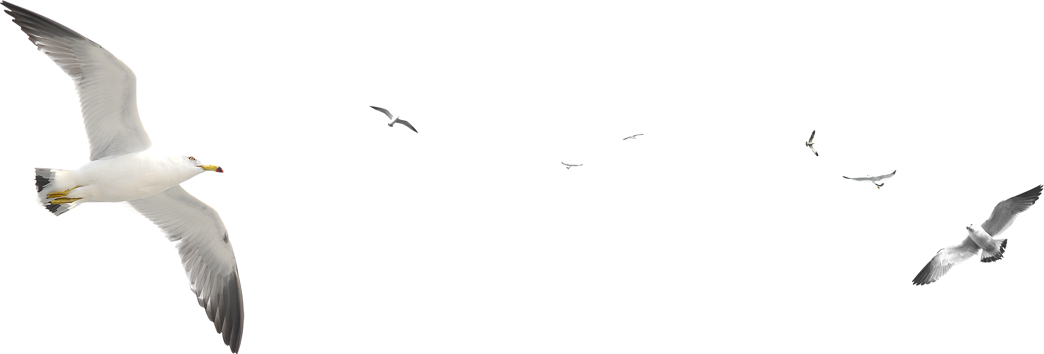 Seagulls_ Gliding_ Across_ Sky.png