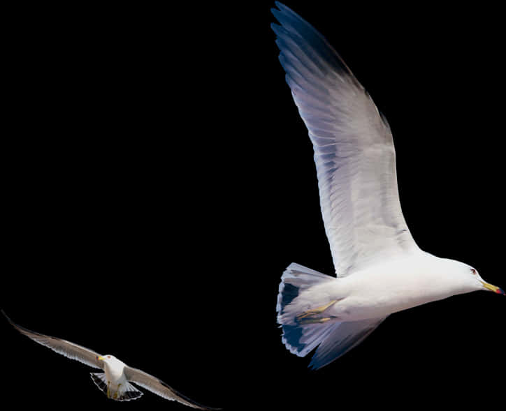 Seagulls_in_ Flight_ Against_ Black_ Background.jpg